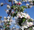 Apple tree flower blossoming at spring time Royalty Free Stock Photo