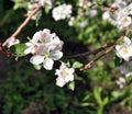 Apple tree flower blossoming at spring time Royalty Free Stock Photo