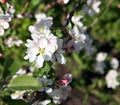 Apple tree flower blossoming at spring time Royalty Free Stock Photo