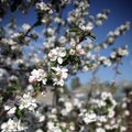 Apple tree flower blossoming at spring time Royalty Free Stock Photo