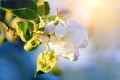 Apple tree flower blossoming at spring time, floral background. Close up for white apple flower on a branch. Closeup on flowering Royalty Free Stock Photo