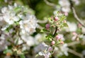 Apple tree flower blossoming at spring time, floral sunny vintage natural background Royalty Free Stock Photo