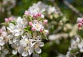 Apple tree flower blossoming at spring time, floral sunny vintage natural background Royalty Free Stock Photo