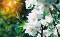 Apple-tree flower Bright white illuminated by a bright ray of the spring sun and blue sky on a back background Royalty Free Stock Photo