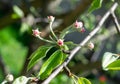 apple tree flower buds. selective focus. Spring time, wallpaper. Royalty Free Stock Photo