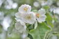 Apple tree flower