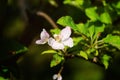 Apple tree flower