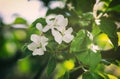 Apple tree flower