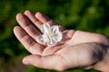 Apple-tree flower on human palm Royalty Free Stock Photo