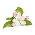 Apple tree flower with leaves and buds isolated on white background Royalty Free Stock Photo