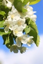 Apple-tree flower and sky Royalty Free Stock Photo