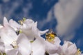 Apple tree flower and sky Royalty Free Stock Photo