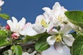 Apple tree flower and sky Royalty Free Stock Photo