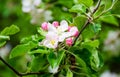 Apple-tree flower and sky Royalty Free Stock Photo