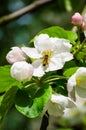 Apple-tree flower and sky Royalty Free Stock Photo