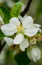 Apple-tree flower and sky Royalty Free Stock Photo