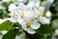 Apple Tree Flower Royalty Free Stock Photo