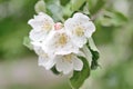 Apple tree flower Royalty Free Stock Photo