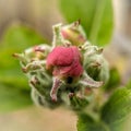Apple tree flowerbud