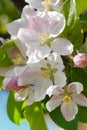 Apple tree flowers