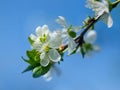 Apple tree flowers Royalty Free Stock Photo