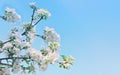 Apple Tree Flowers Against A Blue Sky