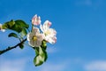 Apple tree flowers against a blue sky with white clouds. The concept of spring awakening of nature and a rich harvest of fruits. Royalty Free Stock Photo