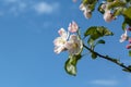 Apple tree flowers against a blue sky with white clouds. The concept of spring awakening of nature and a rich harvest of fruits. Royalty Free Stock Photo