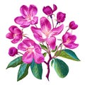 Vector botanical illustration in highly realistic style. Pink flowers, buds, and leaves bloom on apple tree branch. Royalty Free Stock Photo