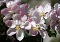 Apple tree flowers on branches during flowering in spring Royalty Free Stock Photo