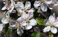 Apple tree flowers on branches during flowering in spring Royalty Free Stock Photo