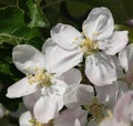 Apple tree flowers on branches during flowering in spring Royalty Free Stock Photo