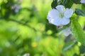 Apple tree flowers close-up background. Apple Tree White Flowers Spring Blossom Close Up Royalty Free Stock Photo