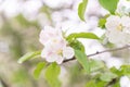 Apple tree flowers close up, blurred background Royalty Free Stock Photo