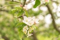 Apple tree flowers close up, blurred background