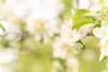 Apple tree flowers close up, blurred background Royalty Free Stock Photo