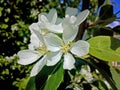 Apple tree flowers