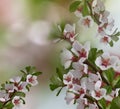 Apple tree flowers.   Floral spring background.   Close-up. Royalty Free Stock Photo