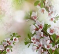 Apple tree flowers.   Floral spring background.   Close-up. Royalty Free Stock Photo