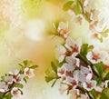 Apple tree flowers.   Floral spring background.   Close-up. Royalty Free Stock Photo