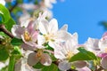 Apple tree in flowers.