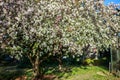 apple tree with white flowers Royalty Free Stock Photo