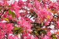 Apple tree with flowers in the garden ,Spring blossom pink background Royalty Free Stock Photo