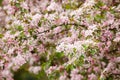 Apple tree flowers in gardern