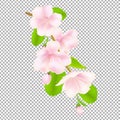 Apple Tree Flowers Royalty Free Stock Photo