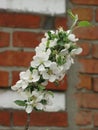 Flowering apple tree