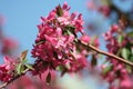 Flowering apple tree