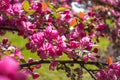 Apple tree flowers Malus Crabapple. Spring pink flowering peach branches, fragrant spring blossom with young green leaves.