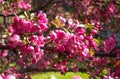 Apple tree flowers Malus Crabapple. Spring pink flowering peach branches, fragrant spring blossom with young green leaves. Royalty Free Stock Photo