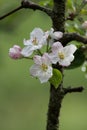 Apple tree flowers Royalty Free Stock Photo